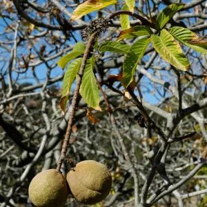 Aesculus californica fruits in Autumn