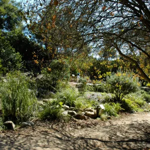 Aesculus californica in fruit, Arroyo Section, SBBG Community Free Day