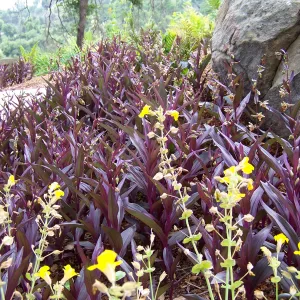 Epipactis gigantea, Orchid Display Garden, SBBG, 2011
