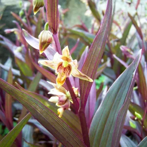 Epipactis gigantea, Orchid Display Garden, SBBG, 2011