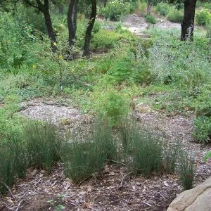 Meadow View planting area