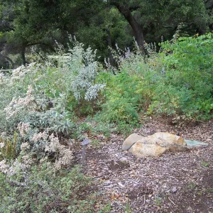 Meadow View planting area
