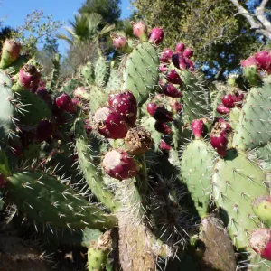 green Opuntia (Prickly-pear) with red fruits in the Desert Section