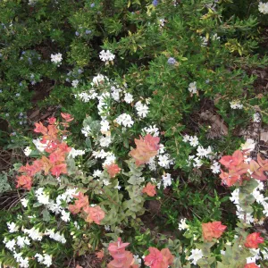 white Monkeyflower (Mimulus) in bloom