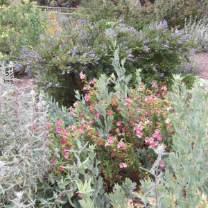 Monkeyflower (Mimulus) in bloom, SBBG