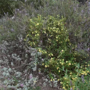 Monkeyflower (Mimulus) and Salvia (sage) in bloom, SBBG