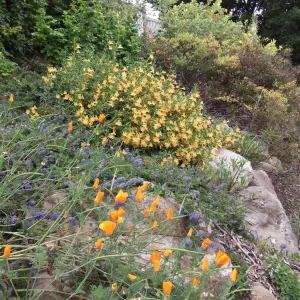 Monkeyflower (Mimulus) in bloom, east side of the Meadow, SBBG