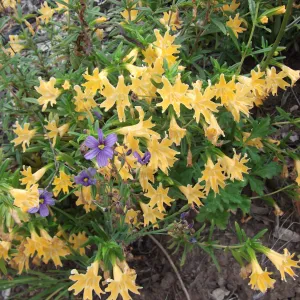 Monkeyflower (Mimulus) and Sisyrinchium in bloom