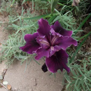 iris in bloom, SBBG cv Canyon Velvet
