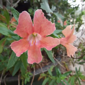 salmon colored monkeyflower, container planting, SBBG