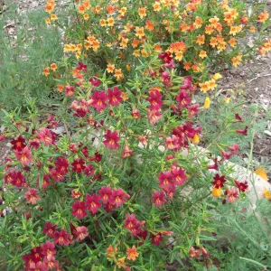 Monkeyflower (Mimulus Trish) in bloom