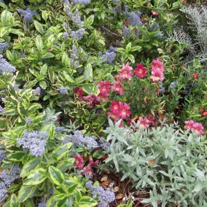 variegated Ceanothus (California Lilac) and Mimulus (Monkey flower) in bloom