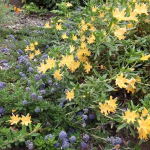Monkeyflower (Mimulus) growing with Ceanothus (California Lilac) 