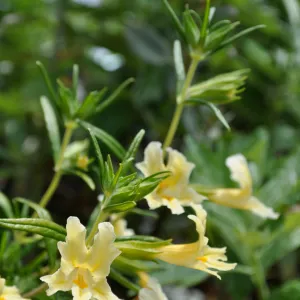 Monkeyflower (Mimulus aurantiacus) in bloom