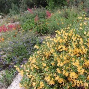 mixed border in bloom, Mimulus (monkeyflower), Ceanothus (California Lilac) , Heuchera (Alumroot), path along east side of Meadow, SBBG