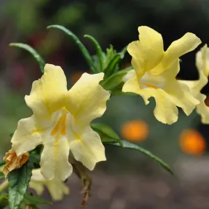 Monkeyflower (Mimulus Elinor) in bloom