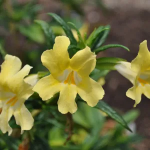 Monkeyflower (Mimulus Elinor) in bloom