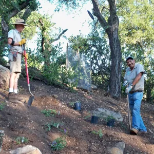 Jay Kendall and Manuel Gonzalez laying out new plants in the Arroyo, SBBG