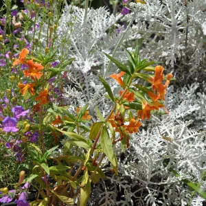 Monkeyflower (Mimulus) in bloom