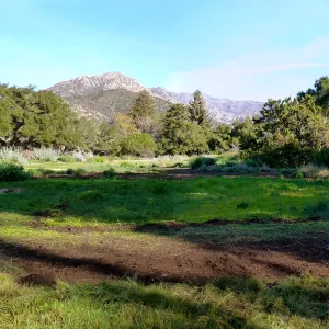 SBBG Meadow panorama, Spring 2012