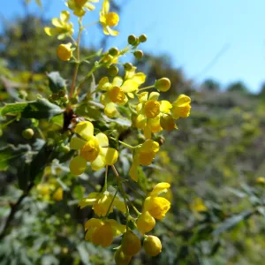 Berberis nevinii, Porter Trail, Santa Barbara Botanic Garden