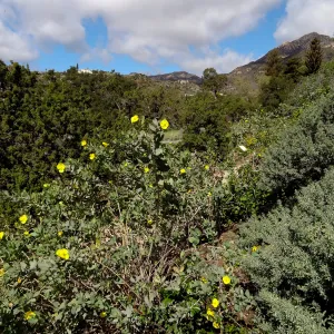 Dendromecon, east side of Meadow, Santa Barbara Botanic Garden