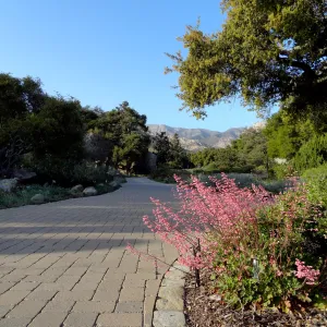 Heuchera in bloom, border at Garden entrance, Santa Barbara Botanic Garden