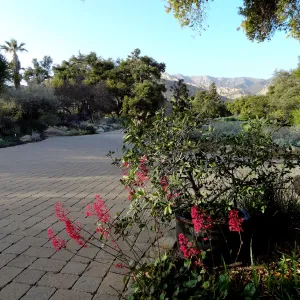 Heuchera in bloom, border at Garden entrance, Santa Barbara Botanic Garden