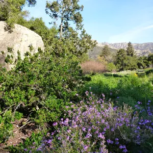 Blaksley Boulder, SBBG Meadow, Spring 2012