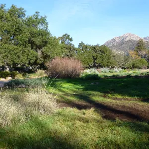 SBBG Meadow, Winter 2012