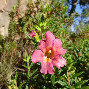 Mimulus (monkeyflower) blooming at the foot of the Blaksley Boulder