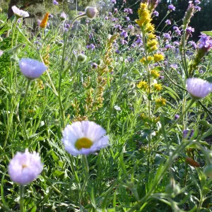 wildflower mix in the lower Meadow display garden