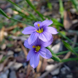 Sisyrinchium (blue-eyed grass) blooming in the lower Meadow display garden