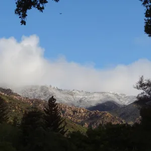 snow on the mountains above the Santa Barbara Botanic Garden
