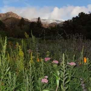 view to Arlington Peak, snow on the mountains above the Santa Barbara Botanic Garden, wildflowers in the Meadow