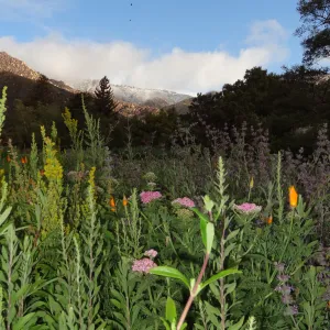 snow on the mountains above the Santa Barbara Botanic Garden, wildflowers in the Meadow