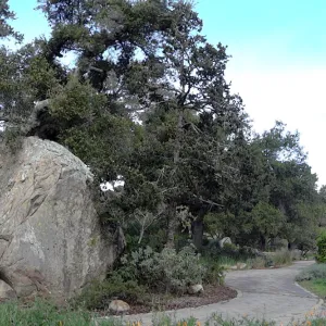 Blaksley Boulder panorama, Santa Barbara Botanic Garden