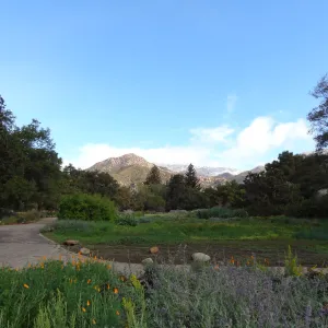 Meadow view to the la Cumbre Peak, snow on the mountains above the Santa Barbara Botanic Garden