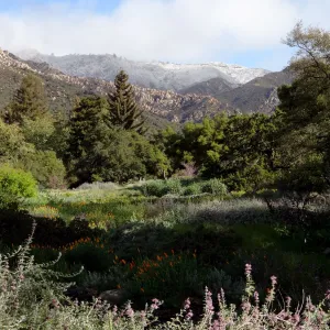 snow on the mountains, early morning in the Meadow, Santa Barbara Botanic Garden