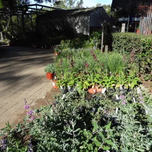 Spring Plant Sale, Garden Growers Nursery, plant lineup, in the courtyard, Santa Barbara Botanic Garden