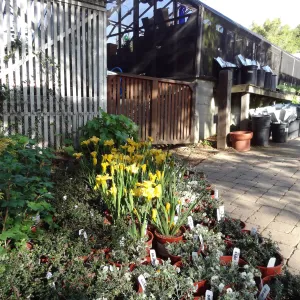 Spring Plant Sale, Garden Growers Nursery, plant lineup, Santa Barbara Botanic Garden