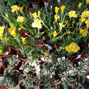 Spring Plant Sale, Garden Growers Nursery, yellow iris, plant lineup, Santa Barbara Botanic Garden
