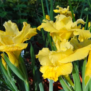 Spring Plant Sale, Garden Growers Nursery, yellow iris, plant lineup, Santa Barbara Botanic Garden