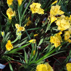 Spring Plant Sale, Garden Growers Nursery, yellow iris, plant lineup panorama, Santa Barbara Botanic Garden