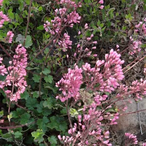 Heuchera flowers panorama, tall, Santa Barbara Botanic Garden