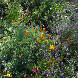 Spring Wildflowers panorama, poppies in the Meadow, Santa Barbara Botanic Garden