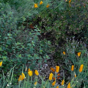Spring Wildflowers panorama, poppies in the Meadow, Santa Barbara Botanic Garden