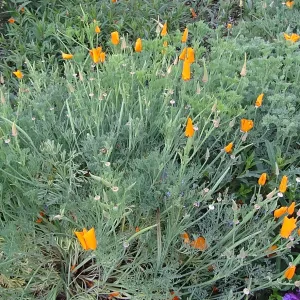 Spring Wildflowers panorama, poppies in the Meadow, Santa Barbara Botanic Garden