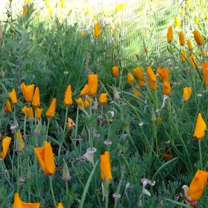 Spring Wildflowers panorama, poppies in the Meadow, Santa Barbara Botanic Garden