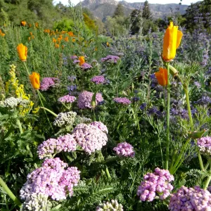 Spring Wildflowers in the Meadow, view to La Cumbre Peak, Santa Barbara Botanic Garden